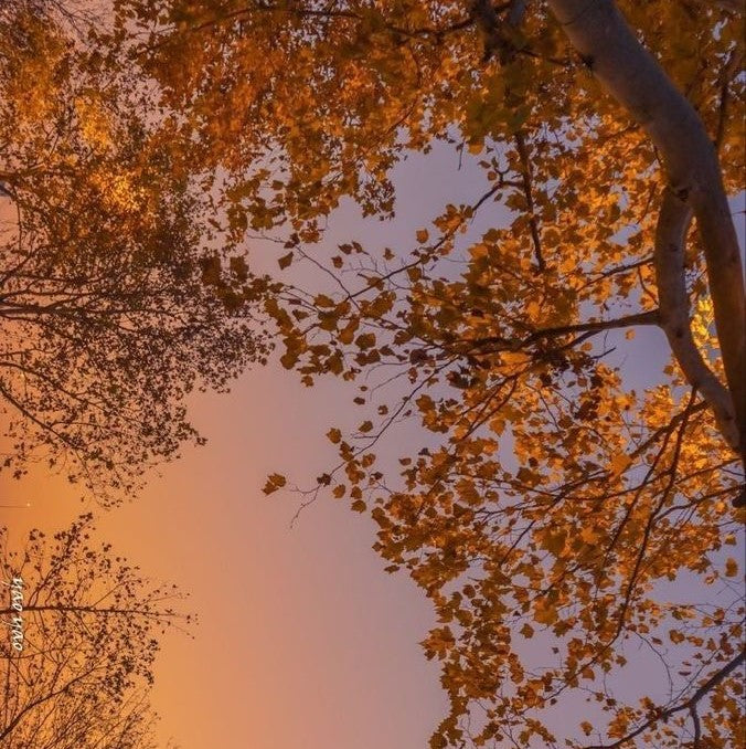 Autumn core
